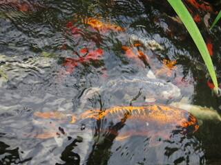 Fototapeta na wymiar the colorful Cyprinus carpio are swimming in the koi pound close-up 