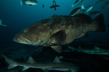 Face of Pregnant Long Tooth Grouper Swimming Underwater in Chiba, Japan
