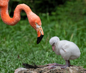 Close-up view of a chick and its mother (American Flamingo - Phoenicopterus ruber) 