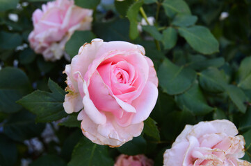 Light Pink Rose