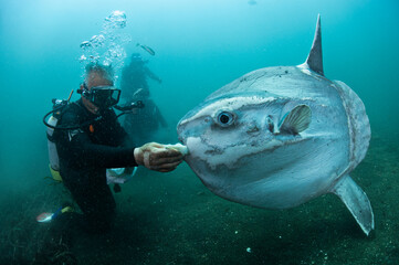 Ocean Sunfish Mola Mola being Fed Underwater 