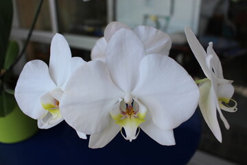Orchidée blanche en fleurs sur une table bleue en gros plan 3