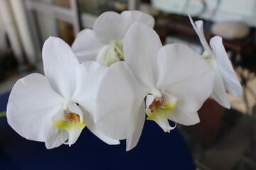 Orchidée blanche en fleurs sur une table bleue en gros plan  2