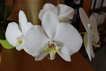 Fototapeta na wymiar Orchidée blanche en fleurs en gros plan