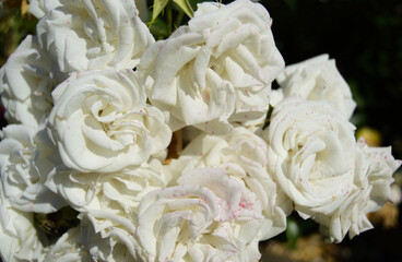 White  Roses