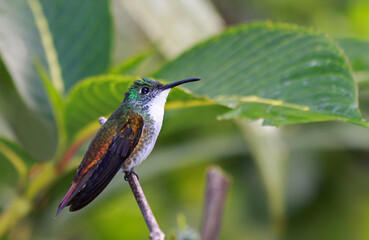 Close-up of  a Hummingbird (White-chested Emerald - Amazilia brevirostris)