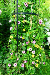 schwarzäugige Susanne in pink, gelb und weiß