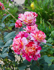 Ferdinand Pichard Rose