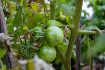 flower of tomato