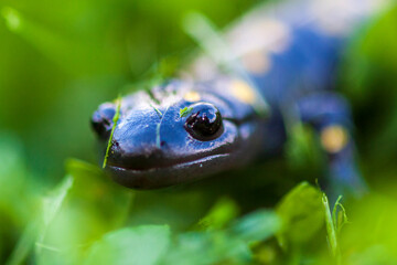 Spotted Salamander (Ambystoma maculatum) in clover and grass with negative space for copy