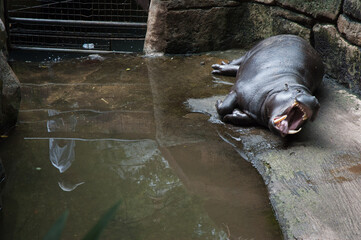 Hippo on Taman Safari, Bogor, Indonesia