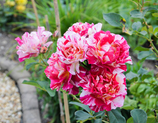 Ferdinand Pichard Rose
