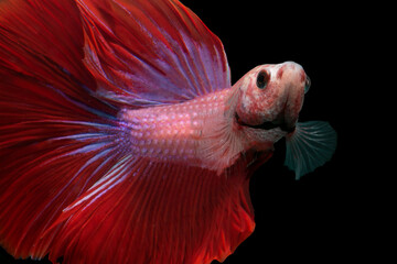 siamese fighting fish in aquarium