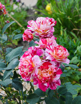 Ferdinand Pichard Rose