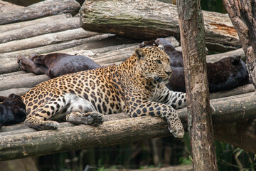 Leopard on Taman Safari, Bogor, Indonesia