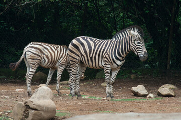 Fototapeta na wymiar Zebra on Taman Safari, Bogor, Indonesia