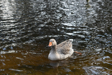 Fototapeta premium duck swimming on the edge of a lake