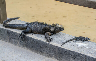 Marine iguanas (big one and small one) at Puerto Ayora, Isla Santa Cruz, Galapagos Islands, Ecuador