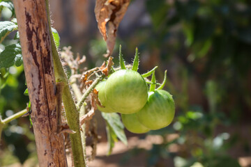 flower of tomato