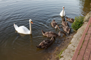 Łabędzie z młodymi na stawie © Miroslaw