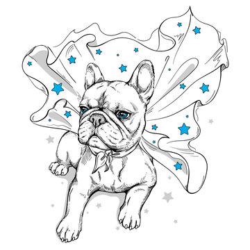 Cute french bulldog in a superhero cape. A dog in a cape with stars. Stylish image for printing on any surface