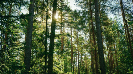 Fototapeta na wymiar Morning in the forest