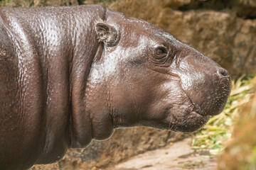 Hippo on Taman Safari, Bogor, Indonesia