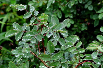 Green rose leaves with raindrops, close-up. Raindrops on green leaves
