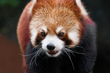 Naklejka premium The Endangered Red Panda on Taman Safari, Bogor, Indonesia