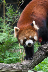 The Endangered Red Panda on Taman Safari, Bogor, Indonesia
