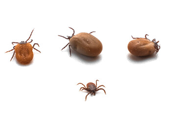 common European ticks that have bitten a person and drunk blood isolated on a white background, terrible insect monsters carriers and pathogens of encephalitis, Berlioz Lyme disease