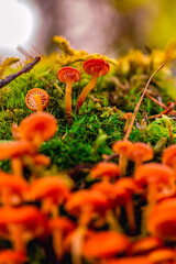 Young, early mushrooms in the Siberian forest, making their way through the moss