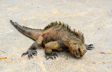 Marine iguana at Puerto Ayora, Isla Santa Cruz, Galapagos Islands, Ecuador