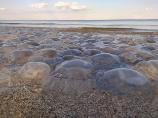 Jellyfish on the beach. Ecology at sea. Ocean pollution and human impact on nature. © SolaruS