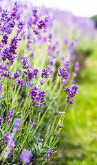 Lavandula Angustifolia in a Lavender farm