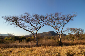 Trees silhouetted against the African svannah and sky
