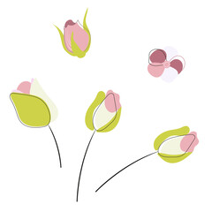 vector illustration of tulip flowers