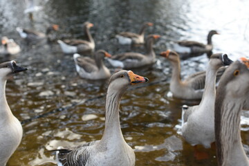 duck swimming on the edge of a lake