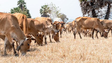 cows in a field