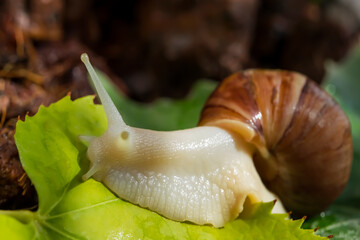 Achatina snail close-up. Green leaf. Macro photo. The surface texture of the snail's body. Snail habitat. Soil in the background. The texture of the green leaf. Snail for Relaxation and cosmetology