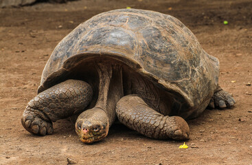 Giant Galapagos Tortoise (one animal), big endemic animal of Galapagos wildlife end symbol for...