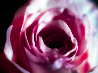 Close up of bouquet of pink roses