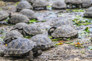Young galapagos tortoises at breeding station, Galapagos islands, Ecuador, to preserve the endemic wildlife