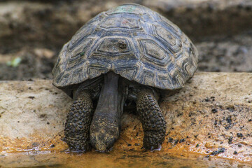 Obraz premium Galapagos (young animal, baby) giant tortoise at Galapagos islands, Ecuador