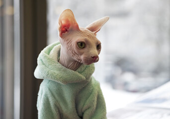 Canadian Sphinx cat in jacket