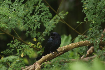 blackbird on a tree