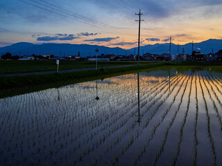 夕暮れ時の水田と北アルプス 長野県松本市