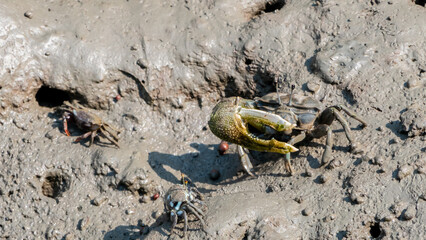 Crabs that feed in mangrove forests