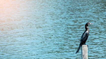 Sun-dried cormorant
