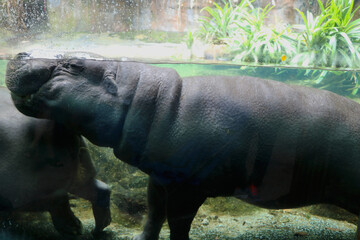 water hippo at in water aquarium in zoo